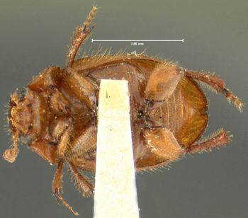 Media type: image;   Entomology 24021 Aspect: habitus ventral view
